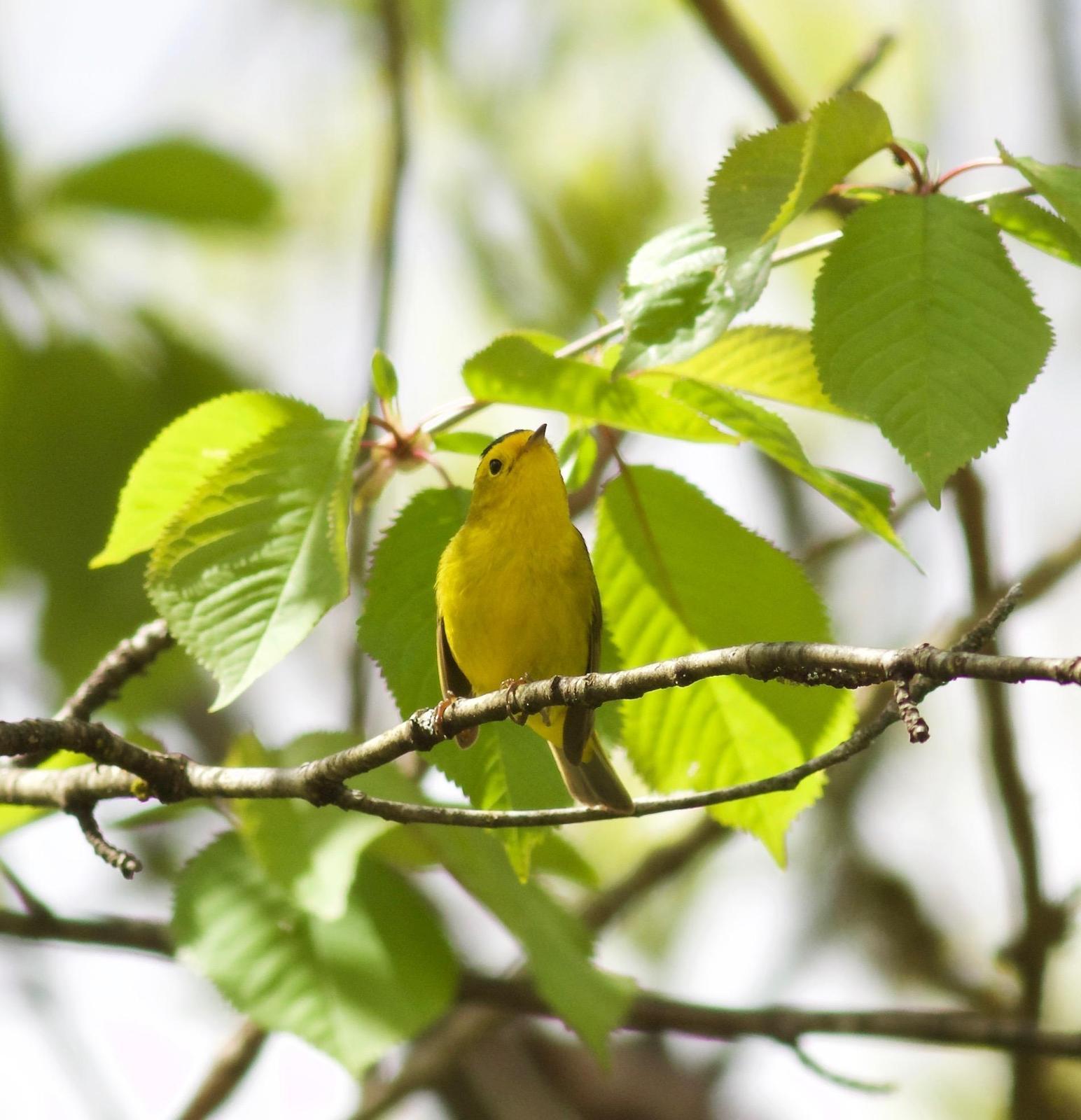 Wilson's Warbler Photo by Kathryn Keith