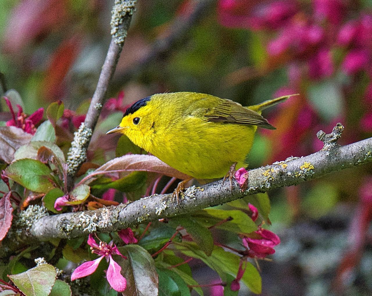 Wilson's Warbler Photo by Brian Avent