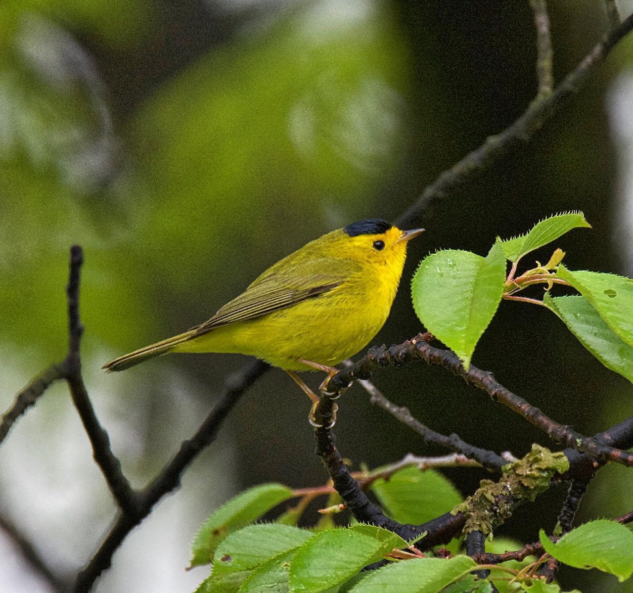 Wilson's Warbler Photo by Brian Avent
