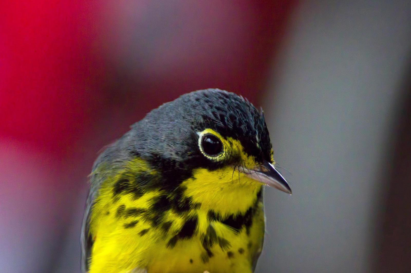 Canada Warbler Photo by Rob Dickerson