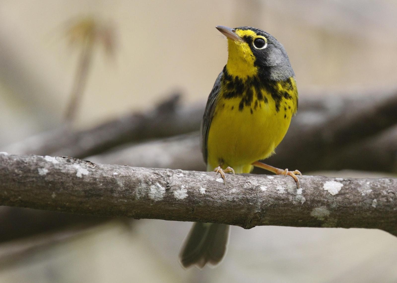 Canada Warbler Photo by Emily Willoughby