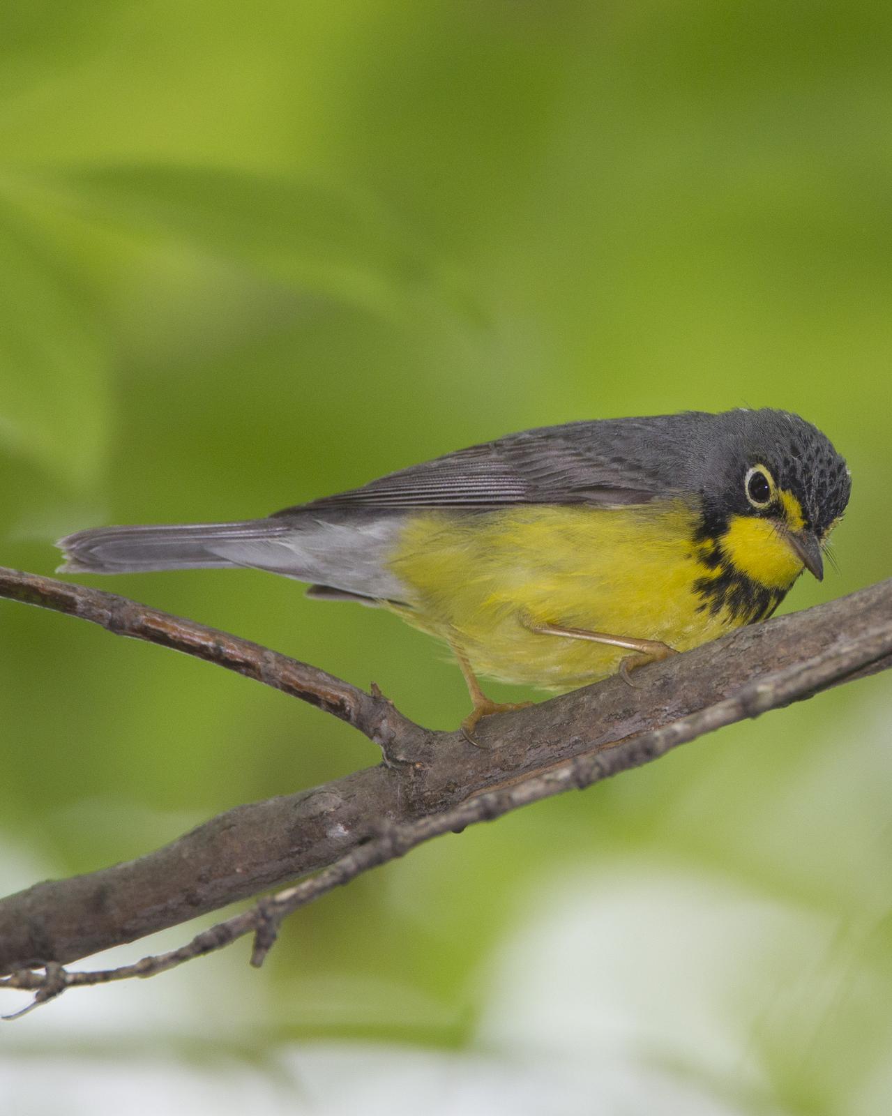 Canada Warbler Photo by Jeff Moore