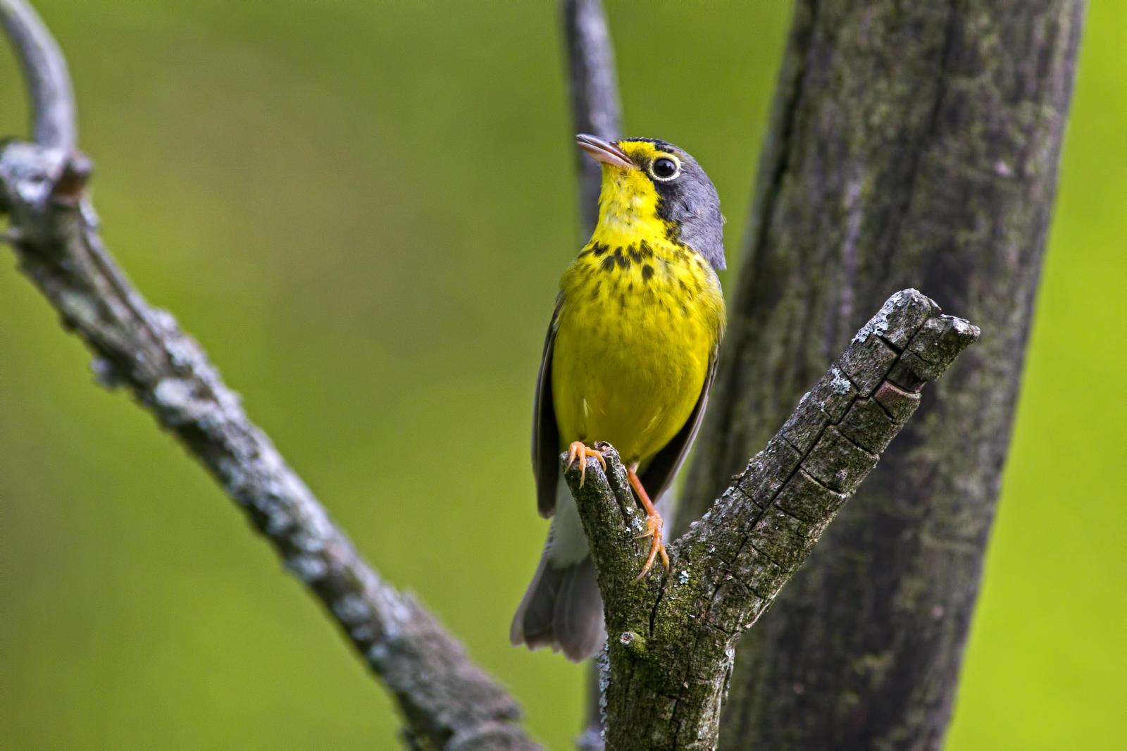 Canada Warbler Photo by Rob Dickerson