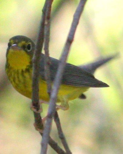 Canada Warbler Photo by Andrew Core