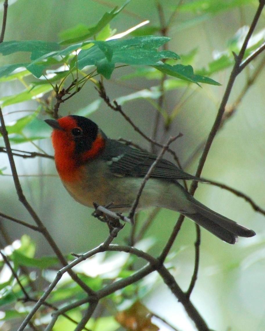 Red-faced Warbler Photo by David Hollie