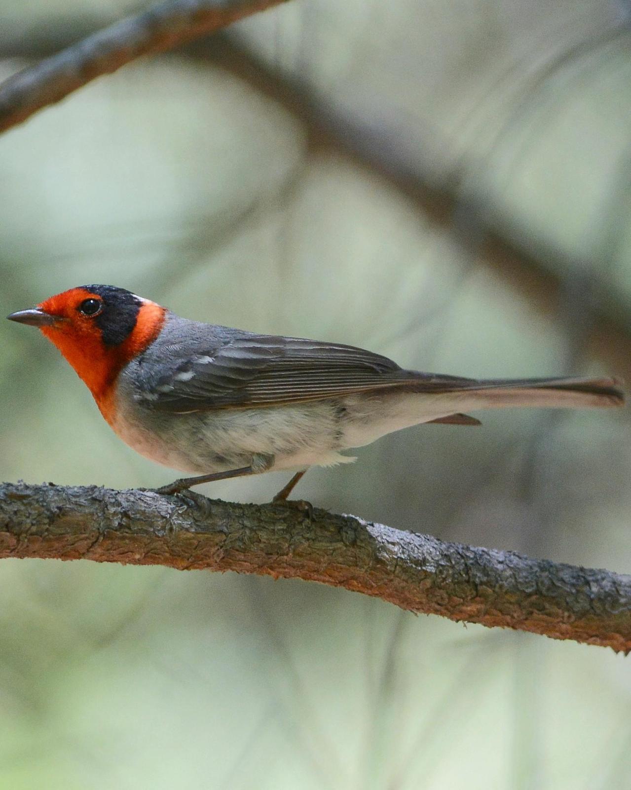 Red-faced Warbler Photo by David Hollie