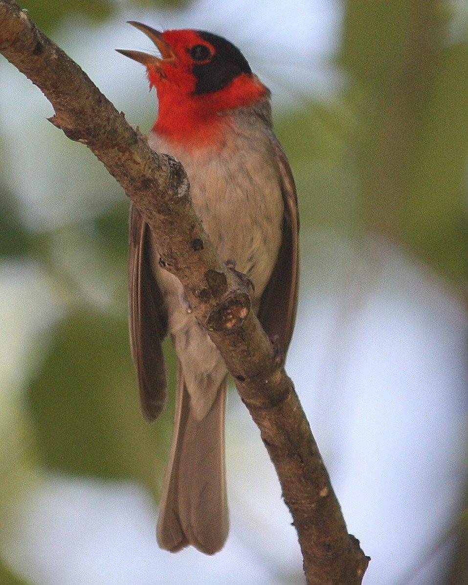 Red-faced Warbler Photo by Andrew Core