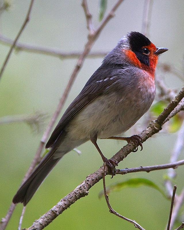 Red-faced Warbler Photo by Ryan Shaw