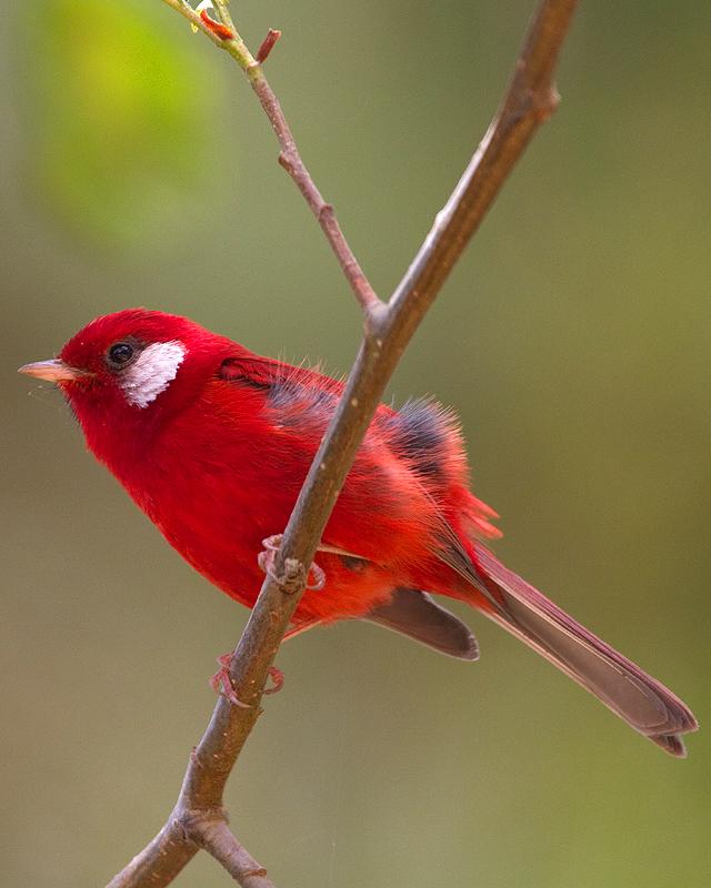Red Warbler Photo by Ryan Shaw