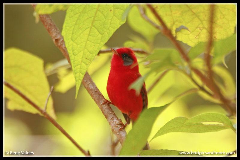 Red Warbler Photo by Rene Valdes