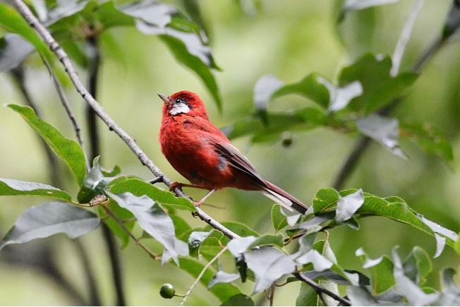 Red Warbler Photo by Gustavo Fernandez