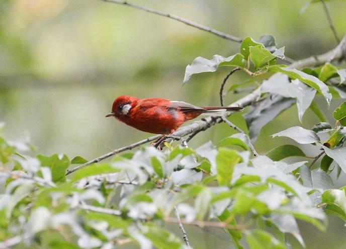 Red Warbler Photo by Gustavo Fernandez