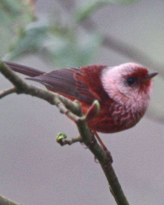 Pink-headed Warbler Photo by Michael L. P. Retter