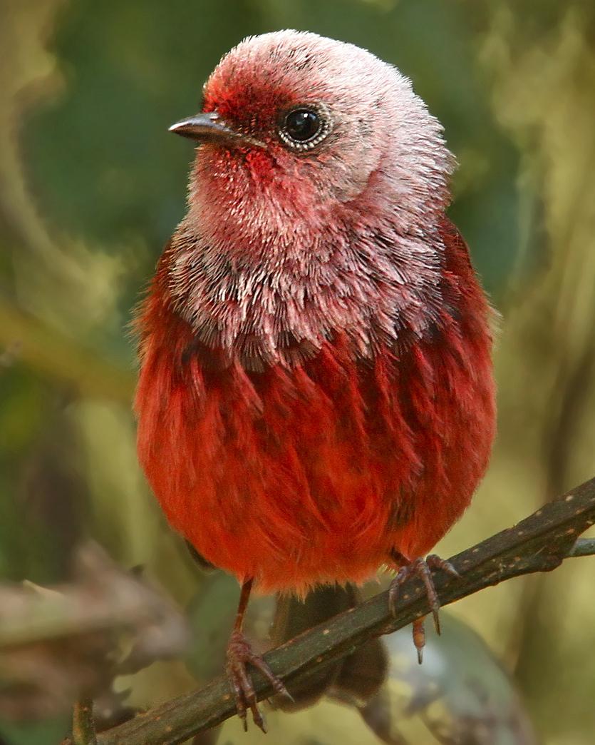 Pink-headed Warbler Photo by Luke Seitz