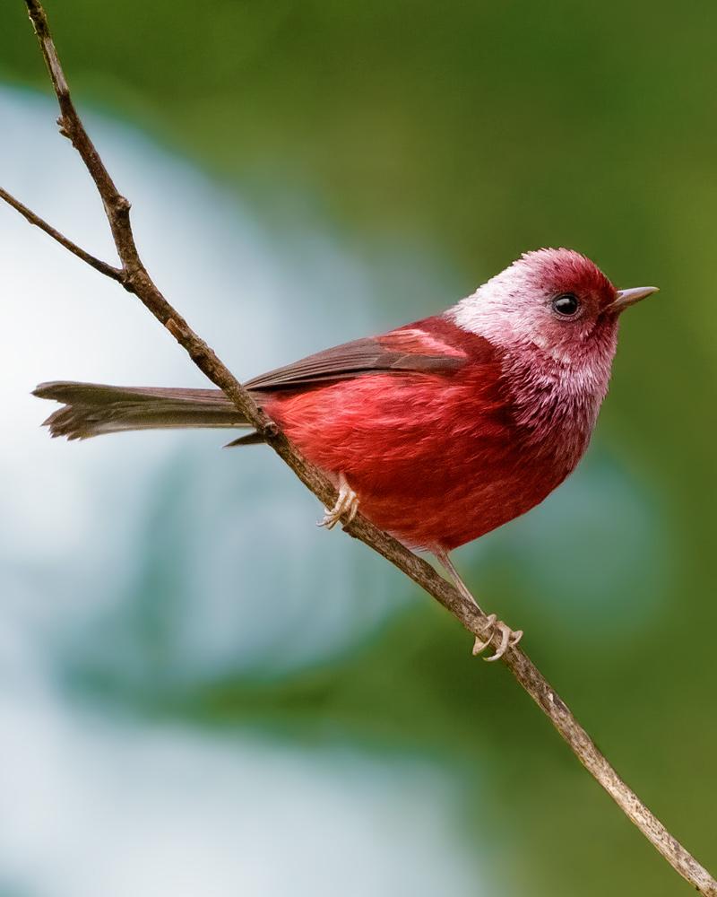 Pink-headed Warbler Photo by Francesca Albini
