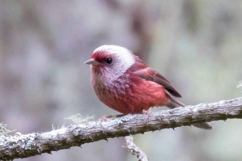 Pink-headed Warbler Photo by Robert Lewis