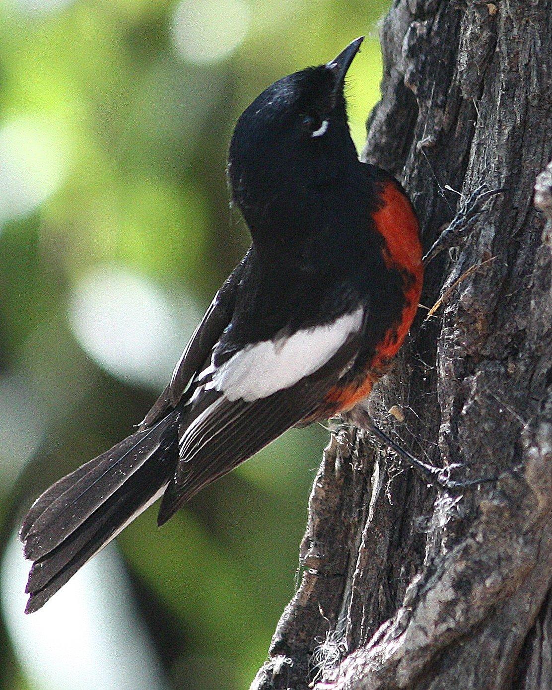 Painted Redstart Photo by Andrew Core