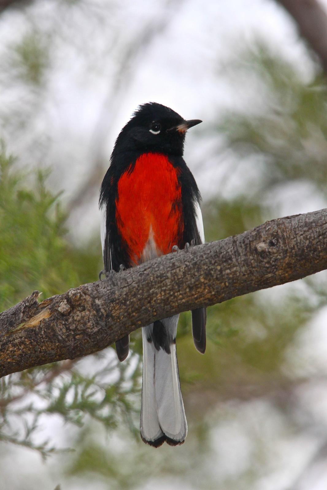 Painted Redstart Photo by Tom Ford-Hutchinson