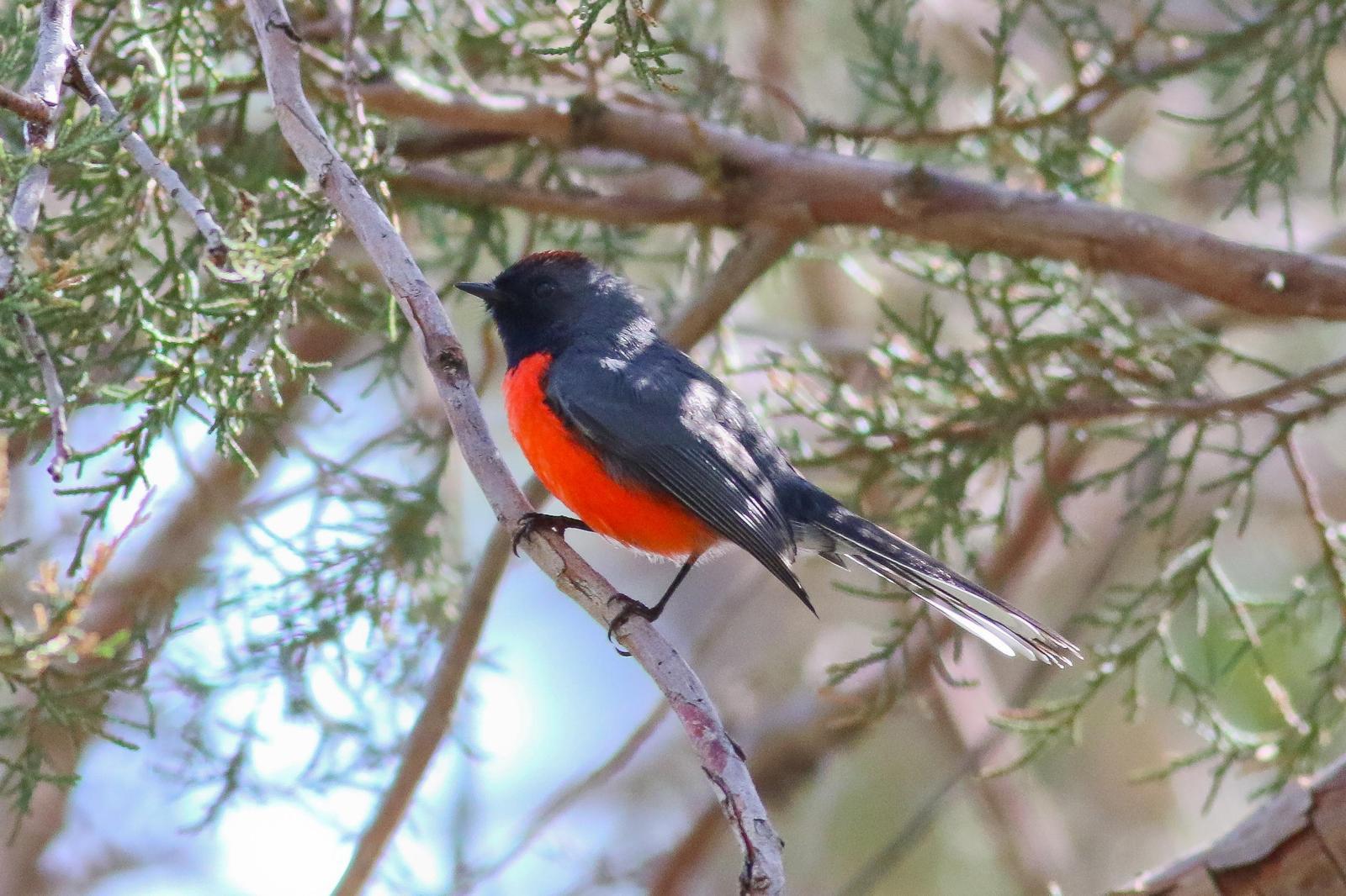 Slate-throated Redstart Photo by Tom Ford-Hutchinson