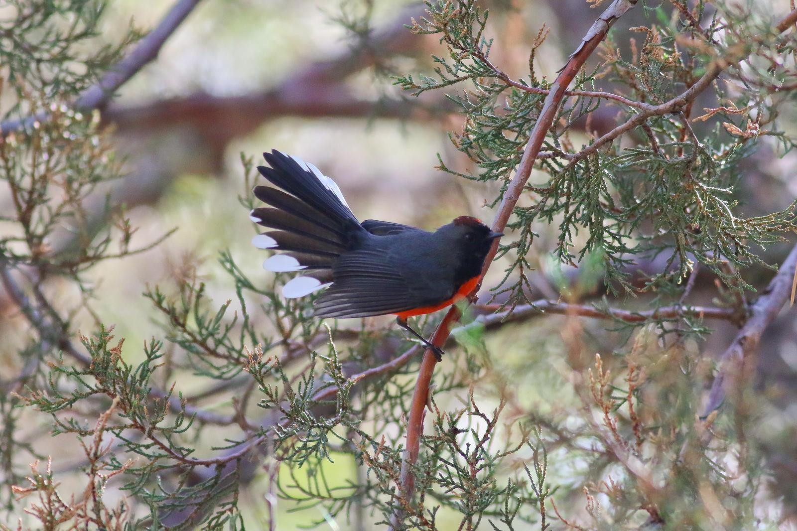 Slate-throated Redstart Photo by Tom Ford-Hutchinson