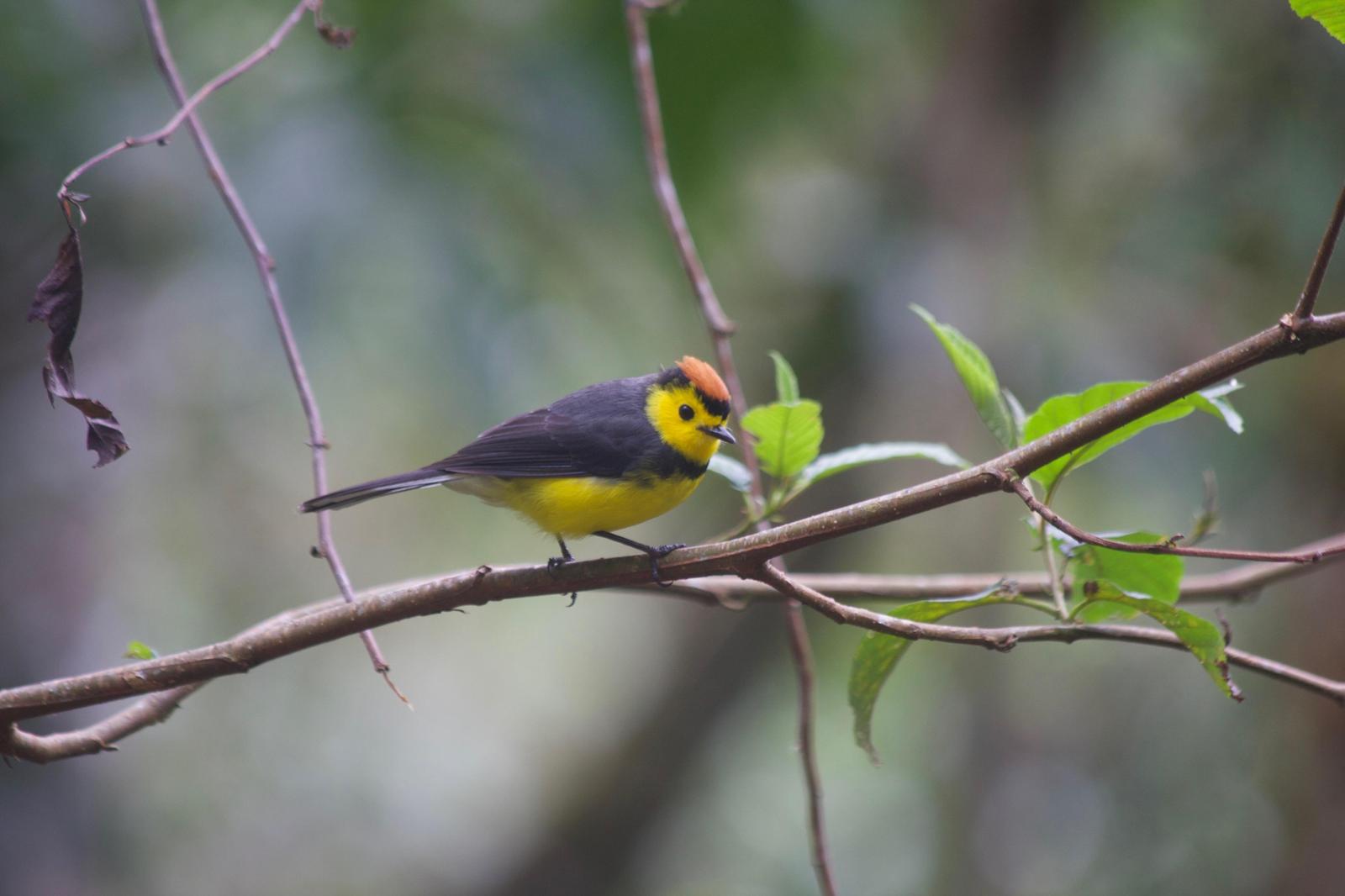 Collared Redstart Photo by Chad Apol