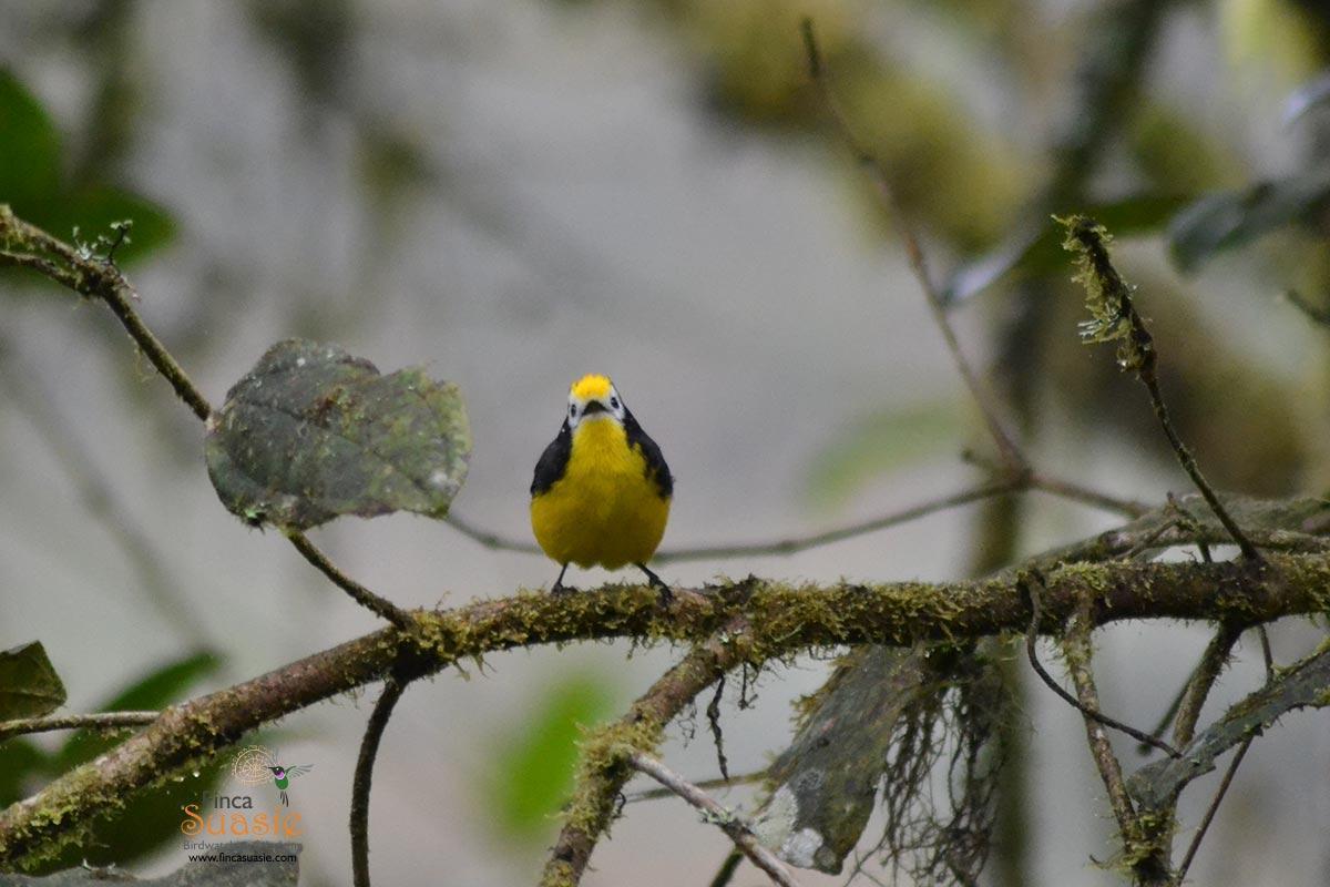 Golden-fronted Redstart Photo by Marcela Avellaneda