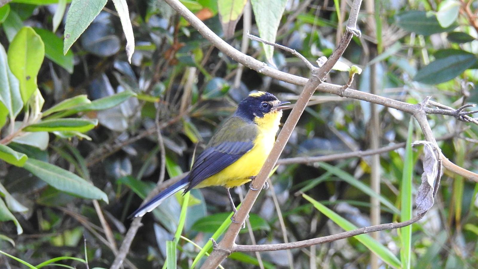 Yellow-crowned Redstart Photo by Julio Delgado