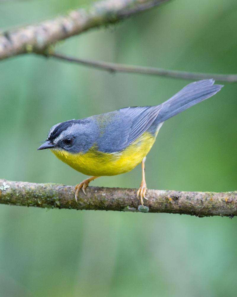 Gray-and-gold Warbler Photo by Nick Athanas