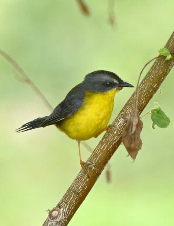 Gray-and-gold Warbler Photo by Andrew Pittman
