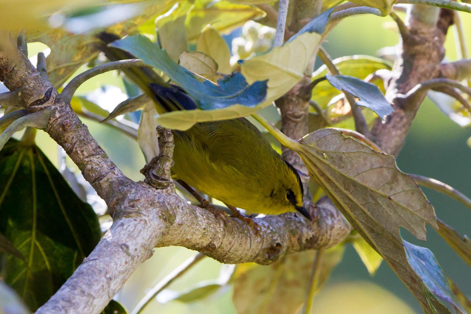 Black-crested Warbler Photo by Kevin Berkoff