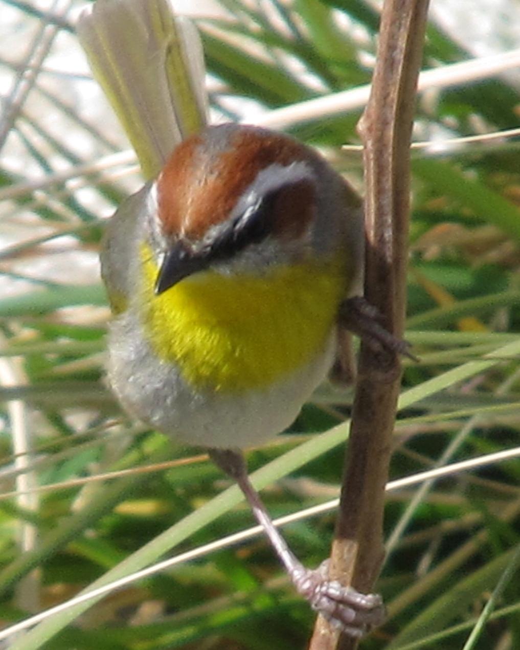 Rufous-capped Warbler Photo by David Bell