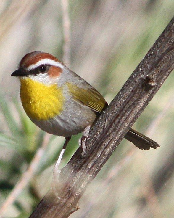 Rufous-capped Warbler Photo by Andrew Core