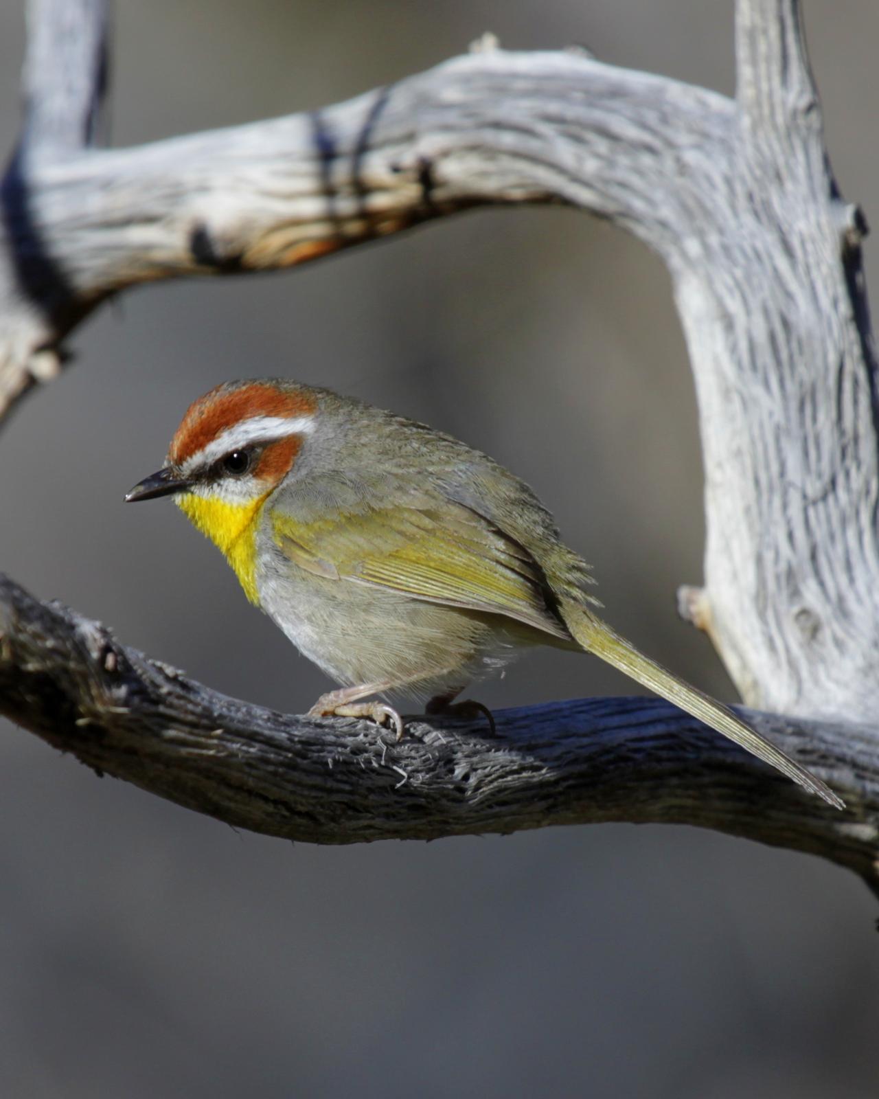 Rufous-capped Warbler Photo by Matthew Grube