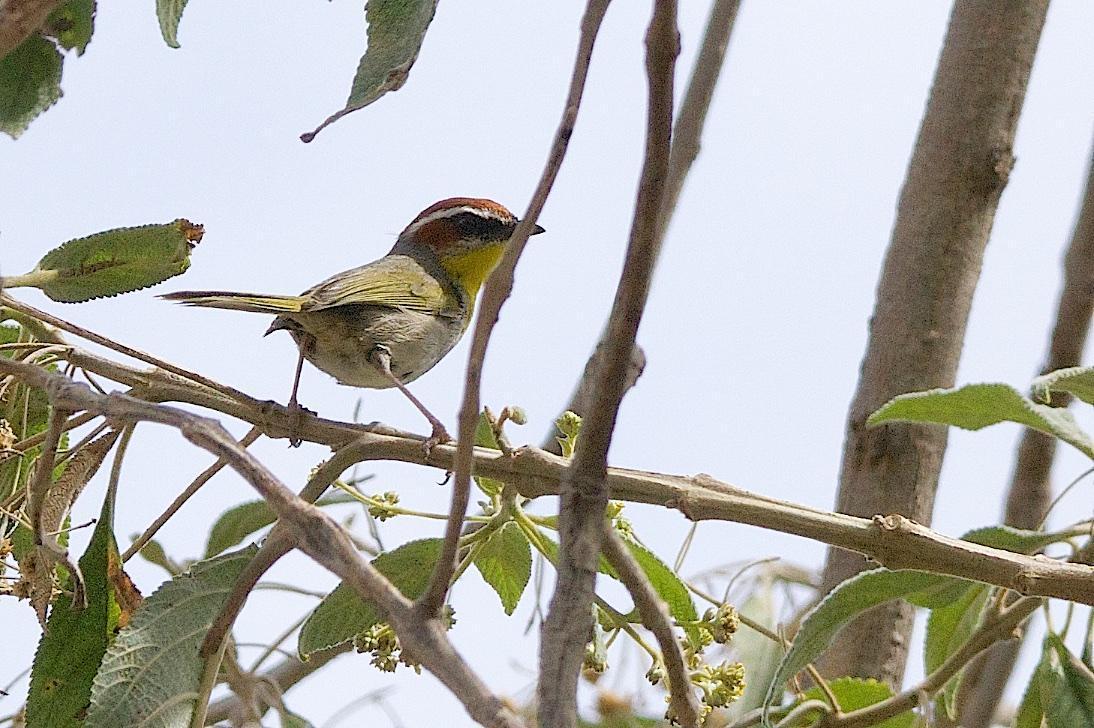 Rufous-capped Warbler Photo by Gerald Hoekstra