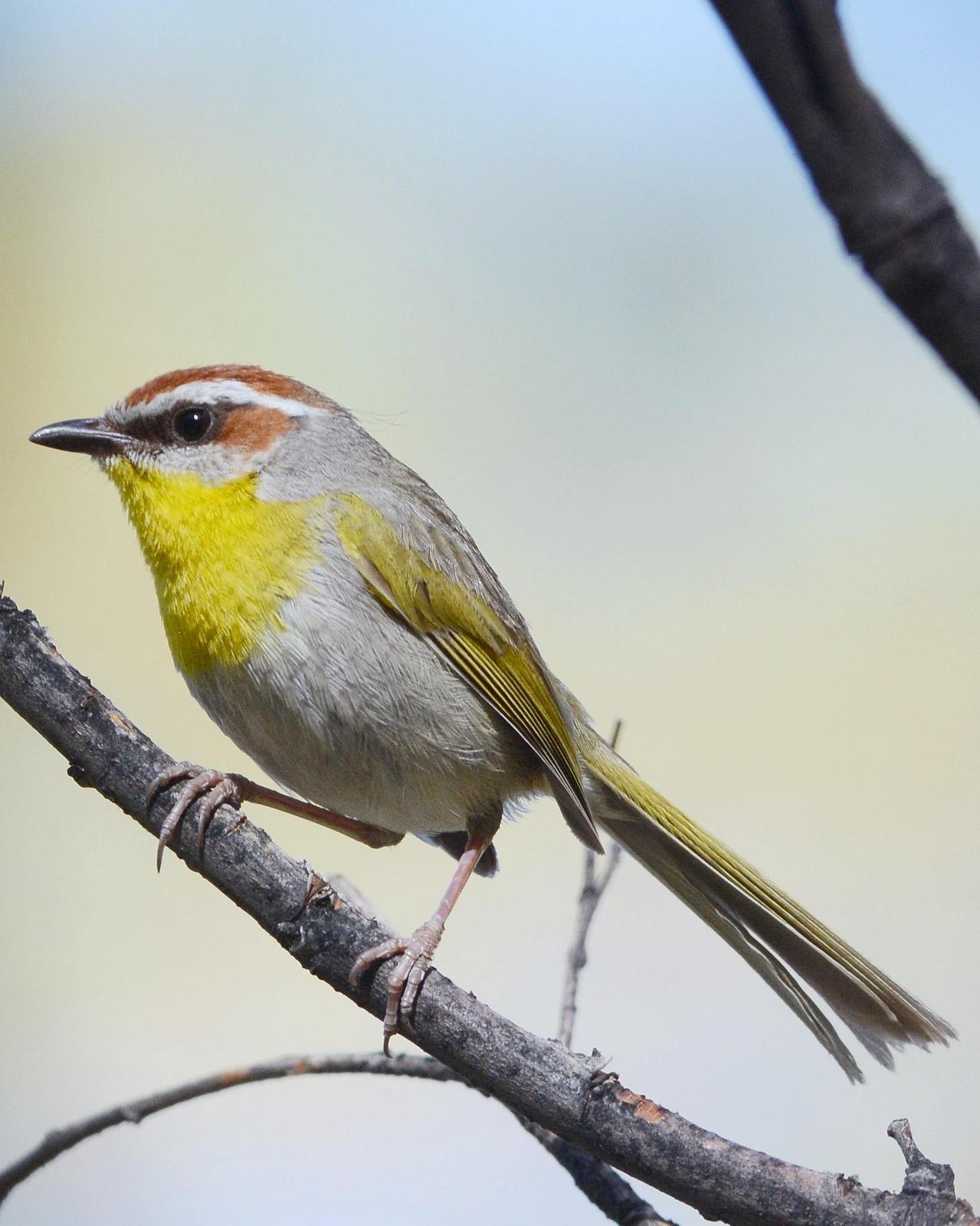 Rufous-capped Warbler Photo by David Hollie