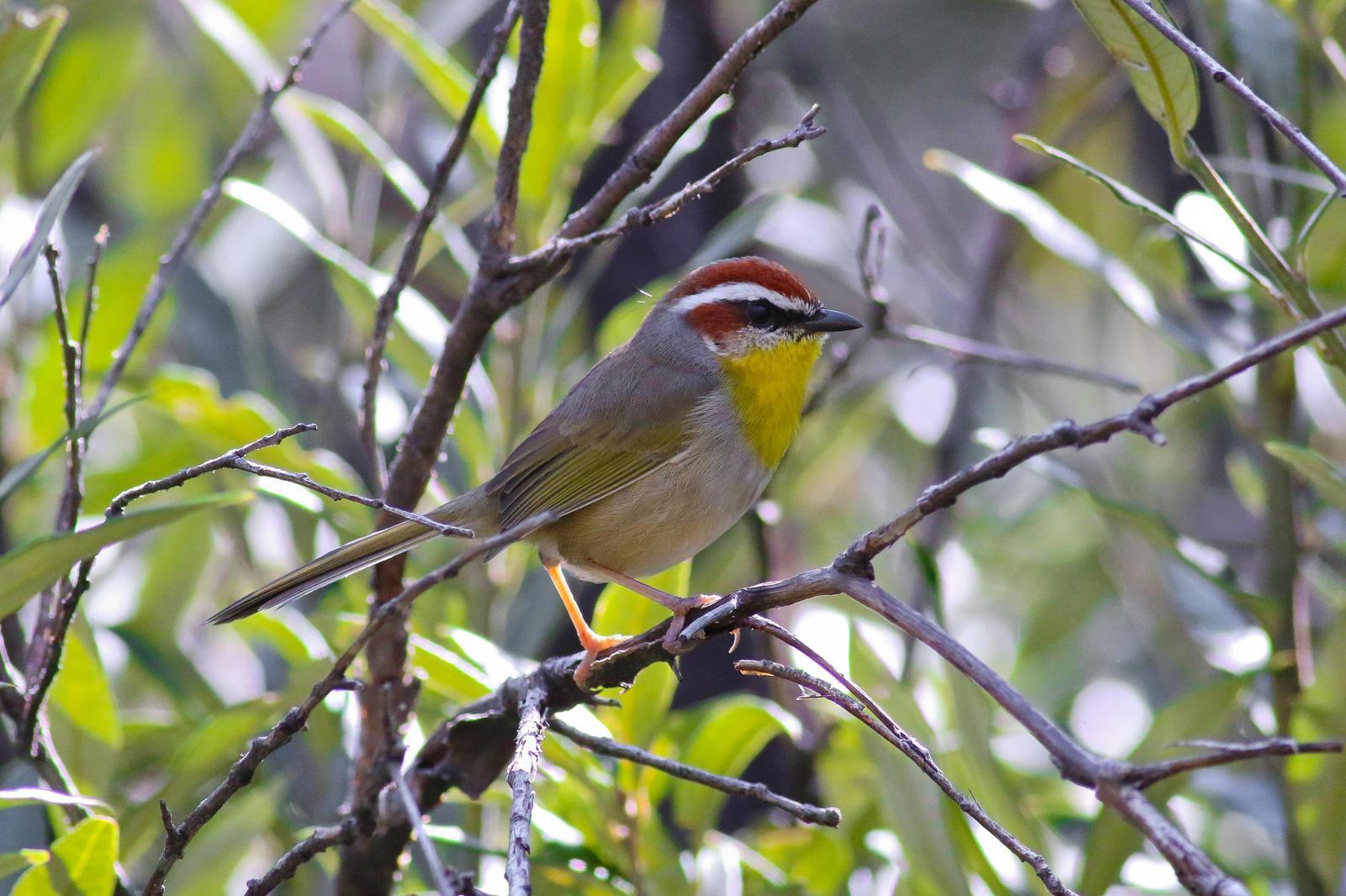 Rufous-capped Warbler Photo by Tom Ford-Hutchinson