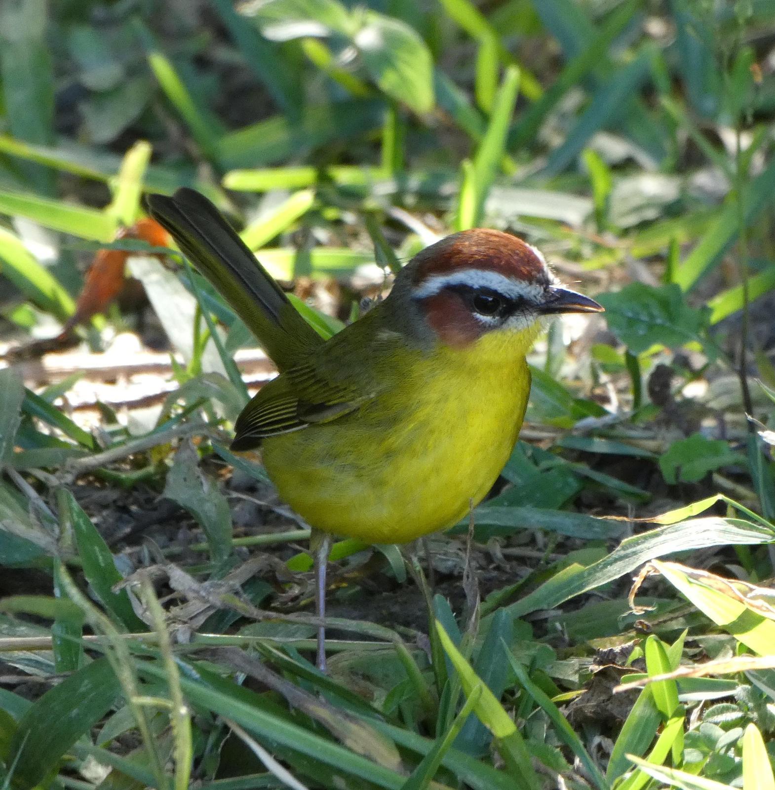 Rufous-capped Warbler Photo by Phil Ryan