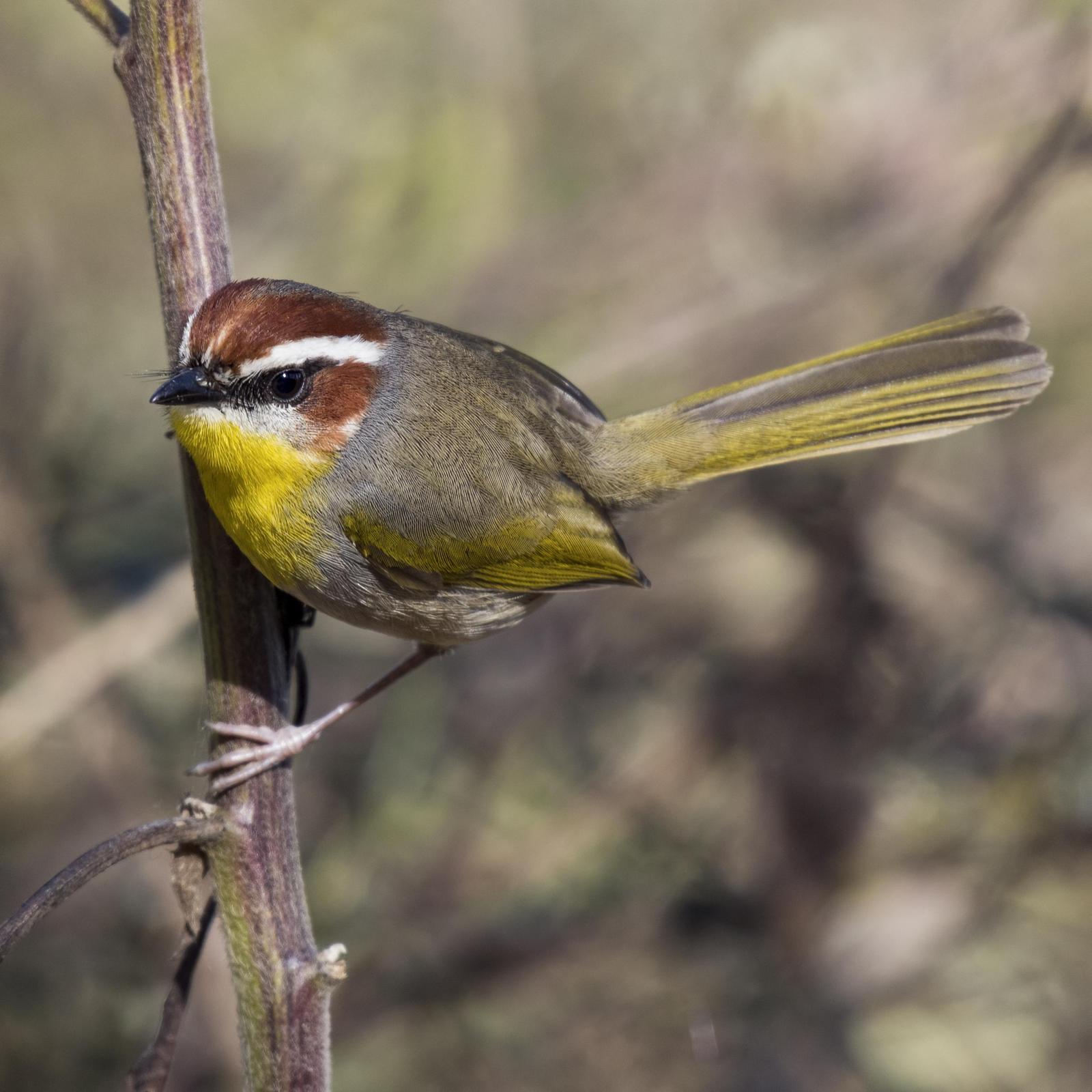 Rufous-capped Warbler Photo by Rolando Barrera