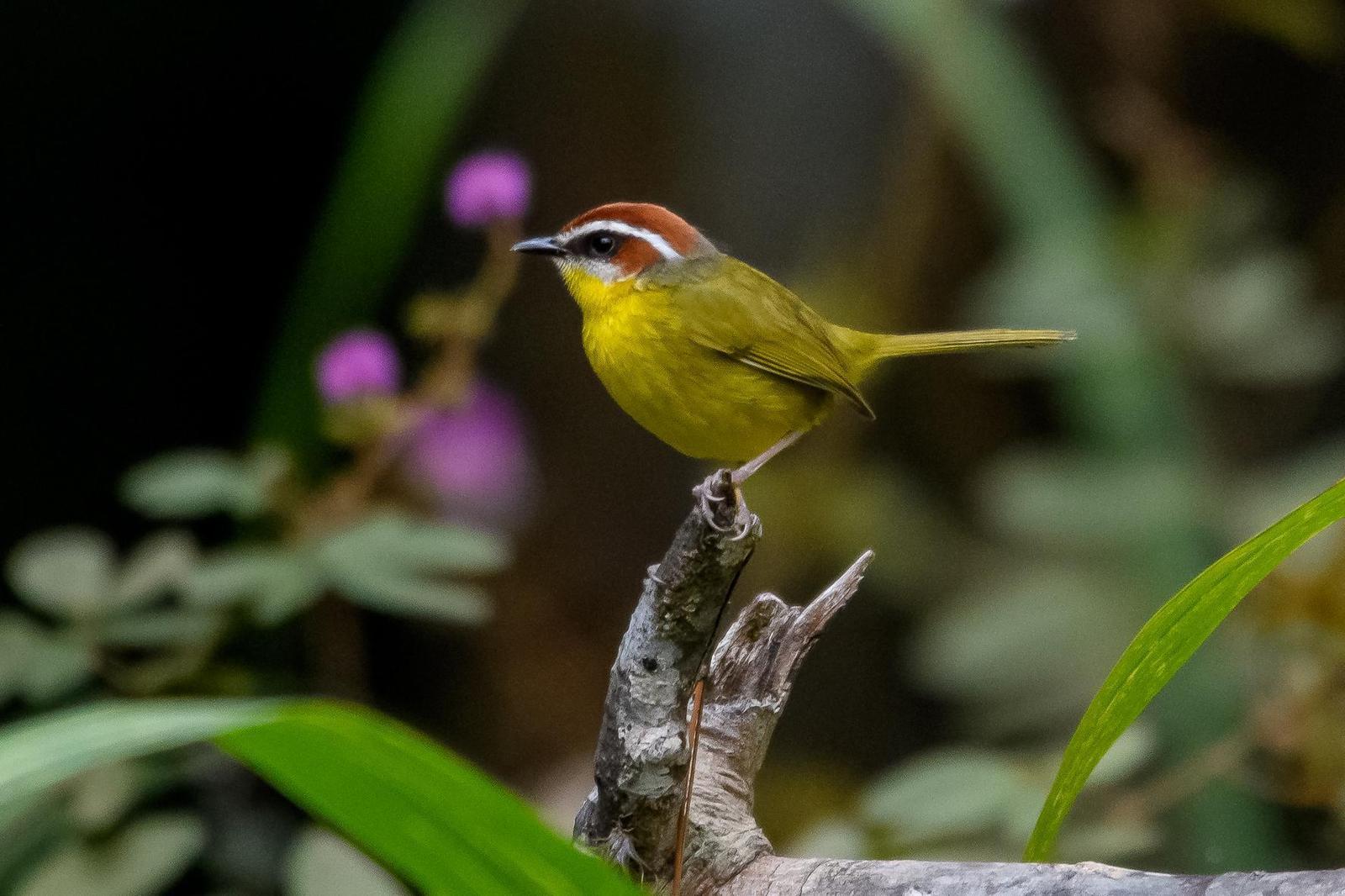 Rufous-capped Warbler Photo by Gerald Hoekstra