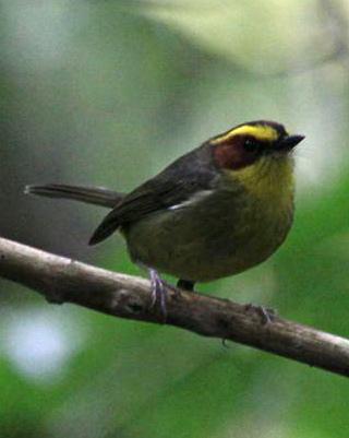 Golden-browed Warbler Photo by Michael L. P. Retter