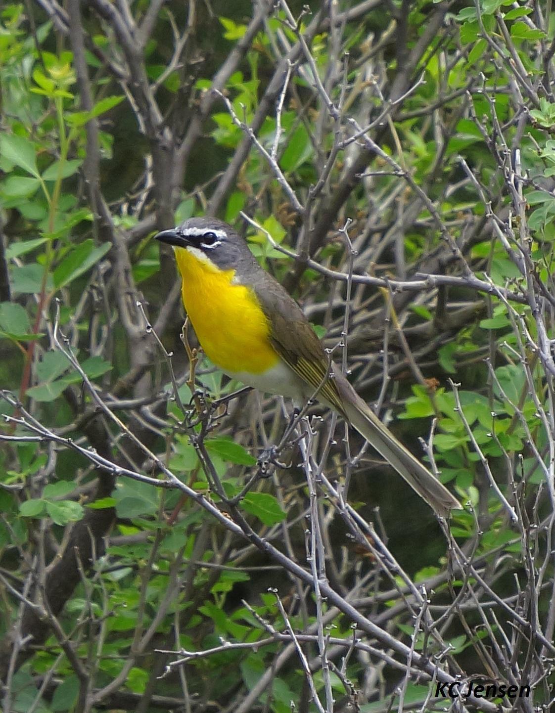 Yellow-breasted Chat Photo by Kent Jensen