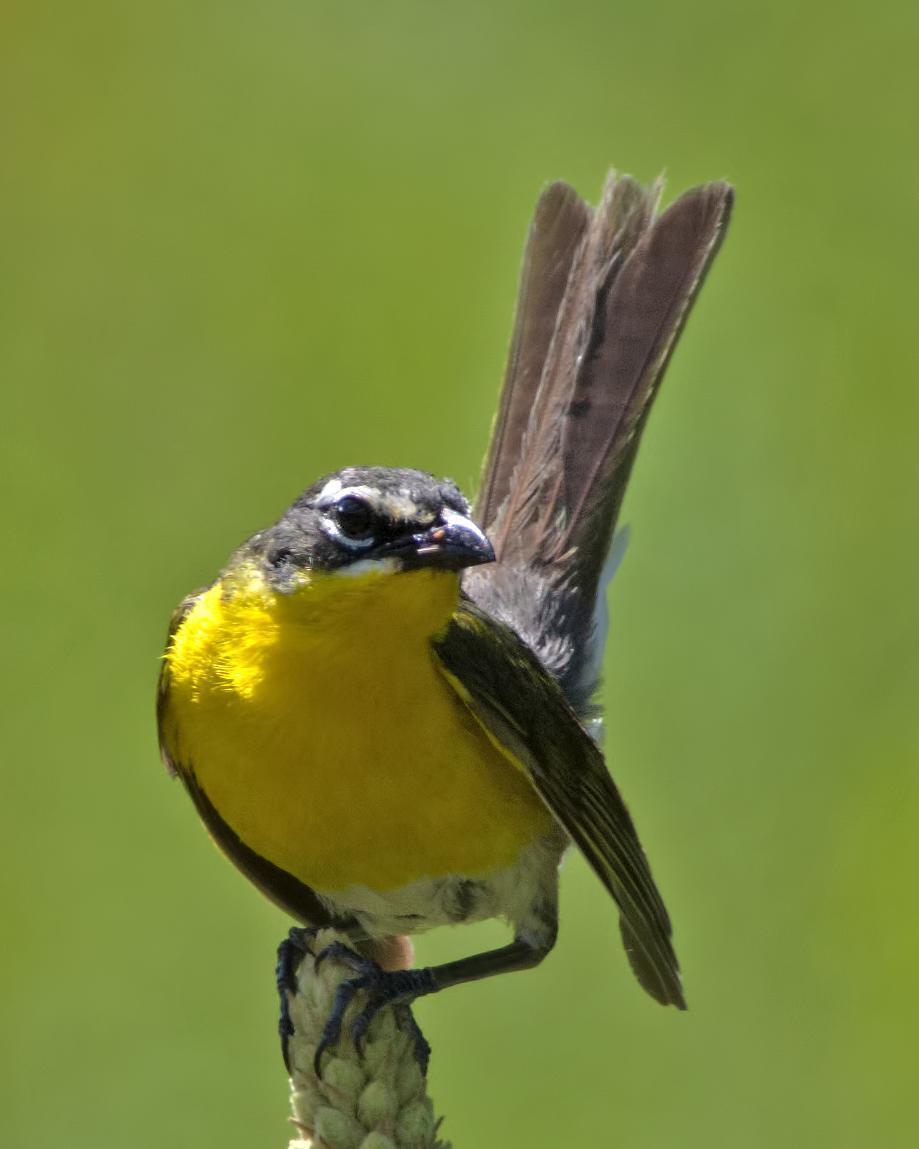 Yellow-breasted Chat Photo by Rob Dickerson