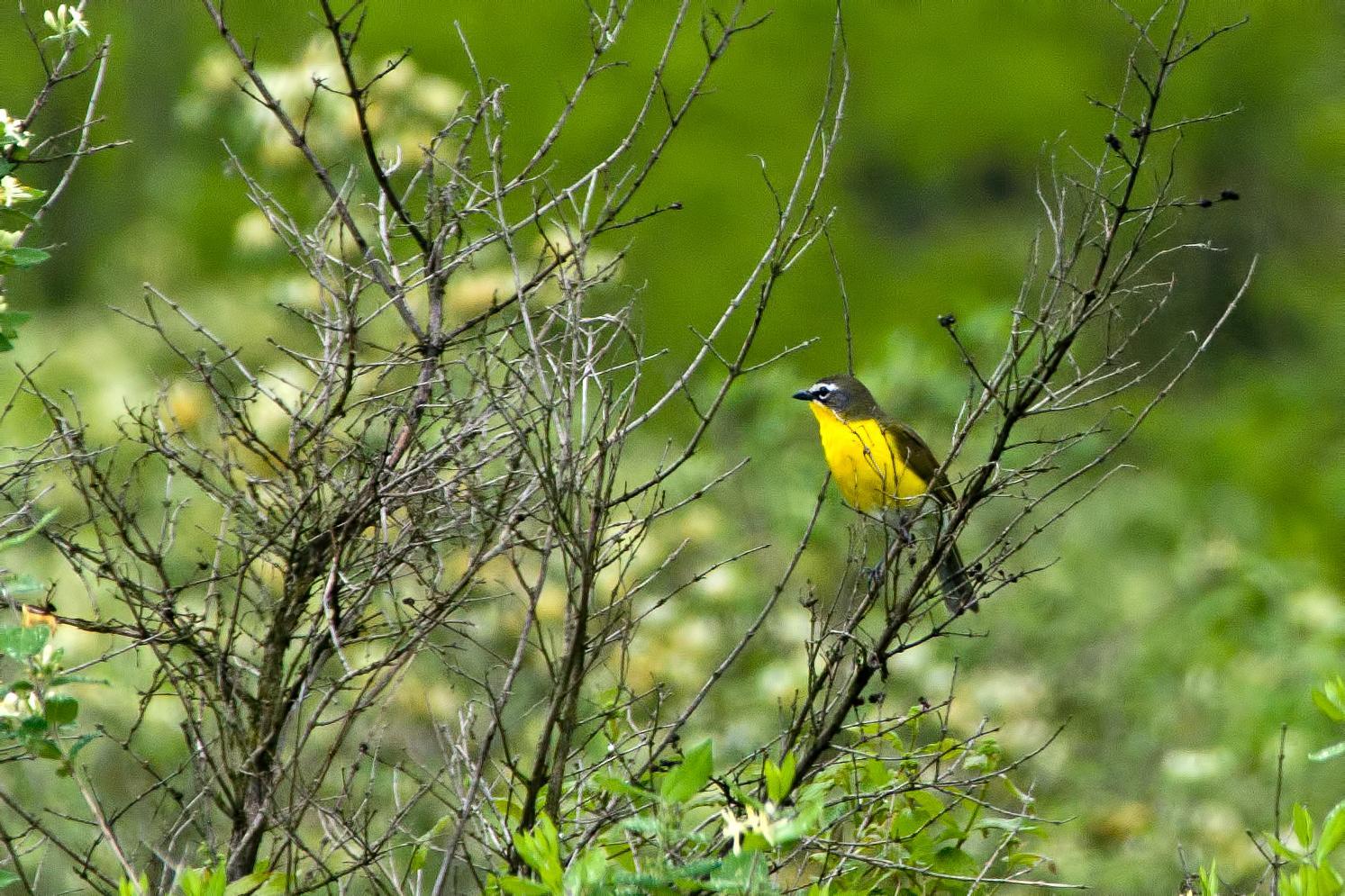 Yellow-breasted Chat Photo by Rob Dickerson