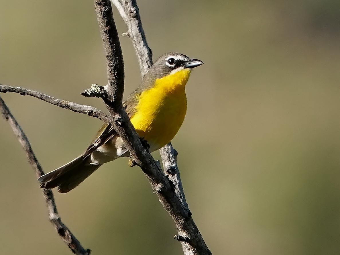 Yellow-breasted Chat Photo by Kent Jensen