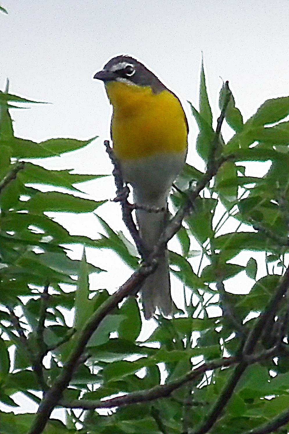 Yellow-breasted Chat Photo by Enid Bachman