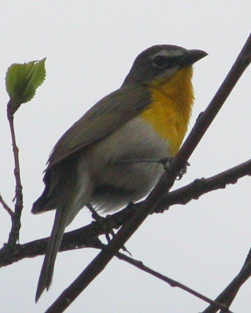 Yellow-breasted Chat Photo by Andrew Core