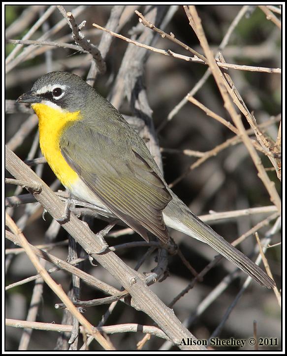 Yellow-breasted Chat Photo by Alison Sheehey