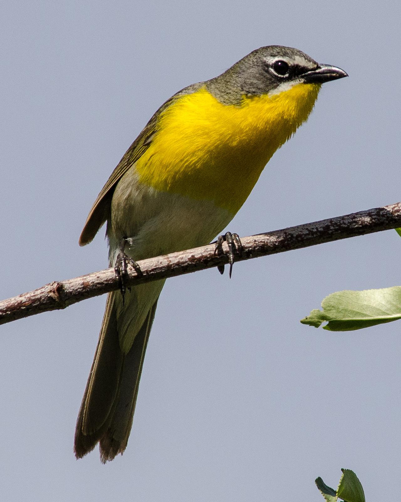 Yellow-breasted Chat Photo by Pete Myers