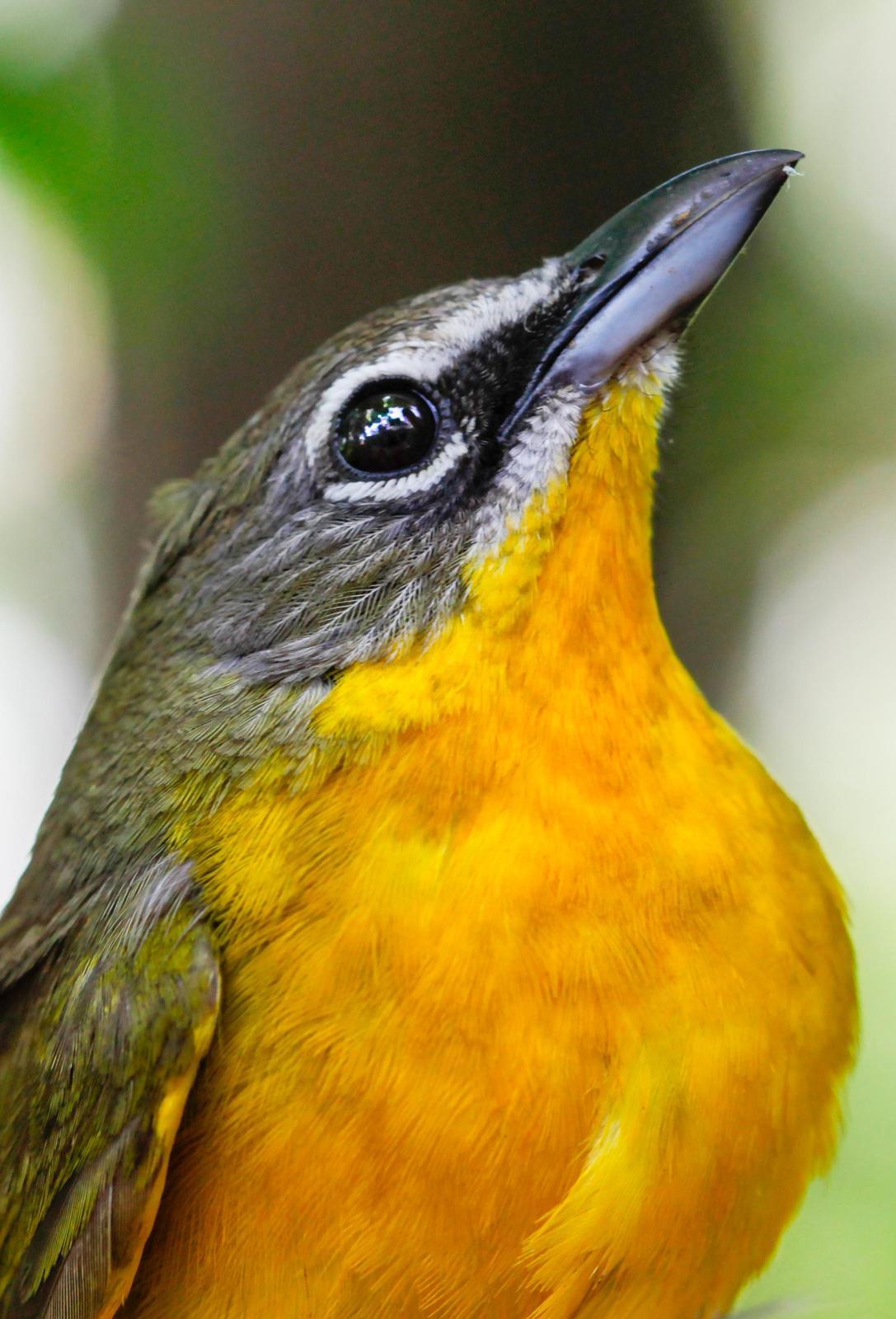 Yellow-breasted Chat Photo by Lucy Wightman