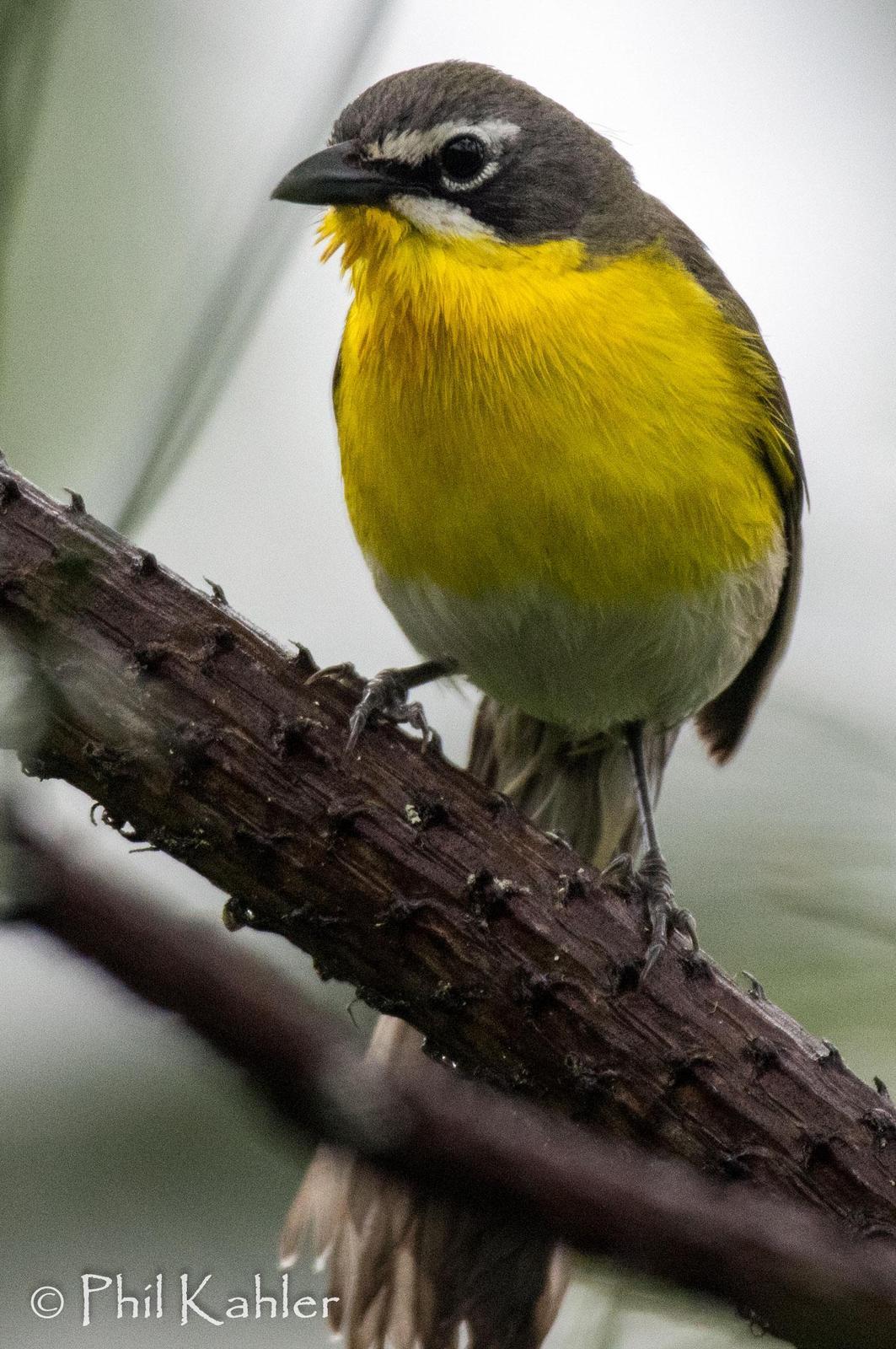 Yellow-breasted Chat Photo by Phil Kahler